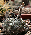 Нажмите на изображение для увеличения.

Название:	Gymnocalycium_gibbosum_chubutense_VV_Playa_Union_Norte.jpg
Просмотров:	221
Размер:	195.9 Кб
ID:	344972