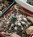 Нажмите на изображение для увеличения.

Название:	Gymnocalycium_taningaense_VG310.jpg
Просмотров:	232
Размер:	200.0 Кб
ID:	344973