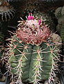 Нажмите на изображение для увеличения.

Название:	Melocactus_spec.jpg
Просмотров:	246
Размер:	230.4 Кб
ID:	344974