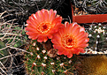 Нажмите на изображение для увеличения.

Название:	Notocactus ottonis v. vencluianus.jpg
Просмотров:	146
Размер:	232.5 Кб
ID:	345003