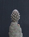 Нажмите на изображение для увеличения.

Название:	Tephrocactus articulatus aff  _4.7.14.JPG
Просмотров:	169
Размер:	231.3 Кб
ID:	345039