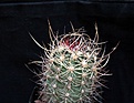 Нажмите на изображение для увеличения.

Название:	Echinocereus lindsayi_7y_11.7.14.JPG
Просмотров:	158
Размер:	84.1 Кб
ID:	345080