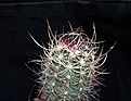 Нажмите на изображение для увеличения.

Название:	Echinocereus lindsayi_7y_11.7.14.JPG
Просмотров:	132
Размер:	84.1 Кб
ID:	345080