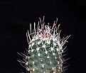 Нажмите на изображение для увеличения.

Название:	Sclerocactus spinosior v.schleseri RP136_7y_11.7.14.JPG
Просмотров:	263
Размер:	69.4 Кб
ID:	345104
