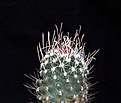 Нажмите на изображение для увеличения.

Название:	Sclerocactus spinosior v.schleseri RP136_7y_11.7.14.JPG
Просмотров:	227
Размер:	69.4 Кб
ID:	345104