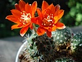 Нажмите на изображение для увеличения.

Название:	Rebutia (Aylostera) spegazziniana (mammillosa).JPG
Просмотров:	702
Размер:	86.2 Кб
ID:	345170