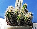 Нажмите на изображение для увеличения.

Название:	Echinocereus oklahomensis.JPG
Просмотров:	849
Размер:	128.2 Кб
ID:	345182