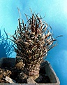 Нажмите на изображение для увеличения.

Название:	Toumeyapapyracantha_Echinocereusoklahomensis8.10.JPG
Просмотров:	1012
Размер:	123.2 Кб
ID:	345183