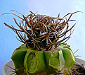 Нажмите на изображение для увеличения.

Название:	Toumeya-papyracantha_Trichcereus_terscheckii.jpg
Просмотров:	1001
Размер:	154.4 Кб
ID:	345184