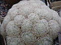 Нажмите на изображение для увеличения.

Название:	Mamillaria_plumosa_1.jpg
Просмотров:	487
Размер:	41.9 Кб
ID:	345189