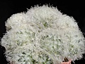 Нажмите на изображение для увеличения.

Название:	Mamillaria_plumosa_3.JPG
Просмотров:	420
Размер:	54.8 Кб
ID:	345190