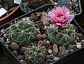 Нажмите на изображение для увеличения.

Название:	Gymnocalycium_ritterianum_form_P219.jpg
Просмотров:	389
Размер:	214.9 Кб
ID:	345225