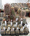 Нажмите на изображение для увеличения.

Название:	IMG_5364.jpg
Просмотров:	174
Размер:	218.4 Кб
ID:	345230