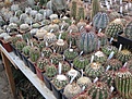 Нажмите на изображение для увеличения.

Название:	IMG_5377.jpg
Просмотров:	164
Размер:	212.1 Кб
ID:	345243