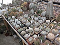 Нажмите на изображение для увеличения.

Название:	IMG_5378.jpg
Просмотров:	165
Размер:	208.3 Кб
ID:	345244