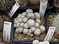 Нажмите на изображение для увеличения.

Название:	IMG_5482.jpg
Просмотров:	192
Размер:	151.5 Кб
ID:	345306