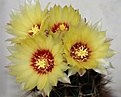 Нажмите на изображение для увеличения.

Название:	Hamatocactus setispinus.jpg
Просмотров:	153
Размер:	205.4 Кб
ID:	345316