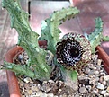 Нажмите на изображение для увеличения.

Название:	stapelianthus_insignis.jpg
Просмотров:	299
Размер:	111.2 Кб
ID:	345325