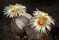 Нажмите на изображение для увеличения.

Название:	Astrophytum_coahuilense.jpg
Просмотров:	294
Размер:	179.4 Кб
ID:	345358