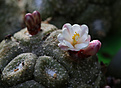 Нажмите на изображение для увеличения.

Название:	Blossfeldia_liliputana_P388_.jpg
Просмотров:	314
Размер:	191.8 Кб
ID:	345360