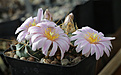 Нажмите на изображение для увеличения.

Название:	Echinocereus_knippelianus.jpg
Просмотров:	303
Размер:	202.6 Кб
ID:	345364
