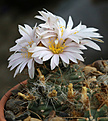 Нажмите на изображение для увеличения.

Название:	Echinocereus_knippelianus_v.kruegeri+.jpg
Просмотров:	308
Размер:	252.3 Кб
ID:	345365