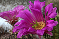 Нажмите на изображение для увеличения.

Название:	Echinocereus_morricalii.jpg
Просмотров:	307
Размер:	172.7 Кб
ID:	345367