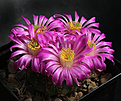 Нажмите на изображение для увеличения.

Название:	Echinocereus_pulshellus_amoenus.jpg
Просмотров:	303
Размер:	224.6 Кб
ID:	345368