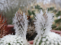 Нажмите на изображение для увеличения.

Название:	Echinocereus_reichenbachii_SB941.jpg
Просмотров:	294
Размер:	216.8 Кб
ID:	345369
