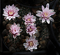 Нажмите на изображение для увеличения.

Название:	Gymnocalycium_papschii_GN4190.jpg
Просмотров:	282
Размер:	229.2 Кб
ID:	345381