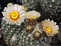 Нажмите на изображение для увеличения.

Название:	Pediocactus_despanii_SB989_.jpg
Просмотров:	290
Размер:	188.1 Кб
ID:	345397
