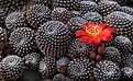 Нажмите на изображение для увеличения.

Название:	Rebutia_turbinata.jpg
Просмотров:	284
Размер:	256.5 Кб
ID:	345403