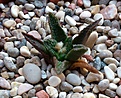 Нажмите на изображение для увеличения.

Название:	Ariocarpus_bravoanus.jpg
Просмотров:	175
Размер:	184.7 Кб
ID:	345411