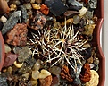 Нажмите на изображение для увеличения.

Название:	Echinocereus_ davisii.jpg
Просмотров:	159
Размер:	186.1 Кб
ID:	345412