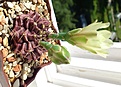 Нажмите на изображение для увеличения.

Название:	Gymnocalycium_ mihanovichii.jpg
Просмотров:	160
Размер:	199.9 Кб
ID:	345413
