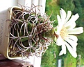 Нажмите на изображение для увеличения.

Название:	Gymnocalycium_ferox.jpg
Просмотров:	137
Размер:	224.5 Кб
ID:	345414