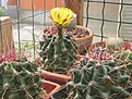 Нажмите на изображение для увеличения.

Название:	Ferocactus hamatacanthus.JPG
Просмотров:	156
Размер:	159.4 Кб
ID:	345415