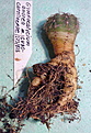 Нажмите на изображение для увеличения.

Название:	k_Gymnocalycium_andrea_subsp.carolinenseGN90-273_878...jpg
Просмотров:	2326
Размер:	115.0 Кб
ID:	345441