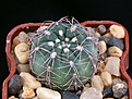 Нажмите на изображение для увеличения.

Название:	k_Gymnocalycium_andrea_subsp.carolinenseGN90-273_878....jpg
Просмотров:	1994
Размер:	178.4 Кб
ID:	345442