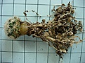 Нажмите на изображение для увеличения.

Название:	Efc._coptonogonus.jpg
Просмотров:	2277
Размер:	146.8 Кб
ID:	345443
