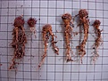 Нажмите на изображение для увеличения.

Название:	Lobivia_arachnacantha.jpg
Просмотров:	2264
Размер:	147.2 Кб
ID:	345445