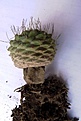 Нажмите на изображение для увеличения.

Название:	Strombocactus disciformis_.JPG
Просмотров:	524
Размер:	83.8 Кб
ID:	345493