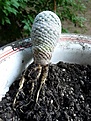 Нажмите на изображение для увеличения.

Название:	Mammillaria herrerae_6y_roots_6.11.JPG
Просмотров:	474
Размер:	148.9 Кб
ID:	345512