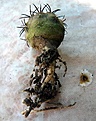 Нажмите на изображение для увеличения.

Название:	Copiapoa cuprea_6y_7.11.JPG
Просмотров:	470
Размер:	132.5 Кб
ID:	345515