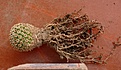 Нажмите на изображение для увеличения.

Название:	Mammillaria crucigera SB529_8y_roots7.11.JPG
Просмотров:	453
Размер:	208.3 Кб
ID:	345516