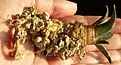 Нажмите на изображение для увеличения.

Название:	Ariocarpus_retusus_4J.jpg
Просмотров:	334
Размер:	245.4 Кб
ID:	345537