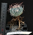 Нажмите на изображение для увеличения.

Название:	Echinocactus_horizonthalonius_SB710_IMG_8654.jpg
Просмотров:	322
Размер:	122.1 Кб
ID:	345538