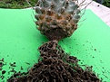 Нажмите на изображение для увеличения.

Название:	Sclerocactus spinosior v.schleseri RP136_11.06-6.10_4.JPG
Просмотров:	385
Размер:	119.0 Кб
ID:	345586