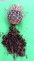 Нажмите на изображение для увеличения.

Название:	Sclerocactus spinosiorv.schleseri RP136_11.06-6.10_9.JPG
Просмотров:	301
Размер:	98.4 Кб
ID:	345587