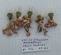 Нажмите на изображение для увеличения.

Название:	violaciflorus.jpg
Просмотров:	254
Размер:	214.9 Кб
ID:	345610